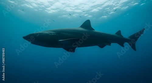 Wallpaper Mural Majestic shark swimming in clear blue ocean waters Torontodigital.ca