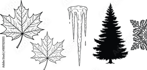 Seasonal nature silhouettes set, autumn maple leaves winter icicle snowflake pine tree, hand drawn black white vector illustration