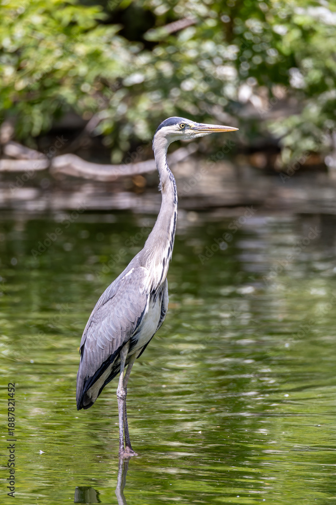 Fototapeta premium Great Grey Heron