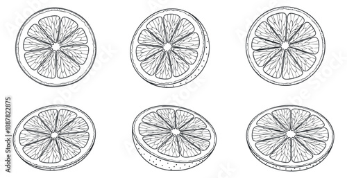 A collection of hand-drawn citrus fruit slices including limes and oranges in black and white outline vector style, ideal for food-themed designs