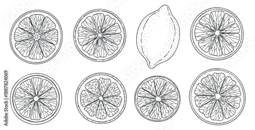 A set of hand-drawn lemon and citrus fruit slices in outline vector style, perfect for culinary designs and food packaging