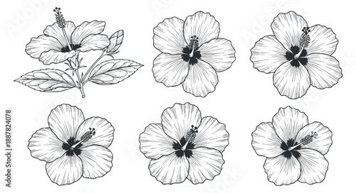A collection of hibiscus flowers in black and white outline vector style, ideal for botanical illustrations and floral designs