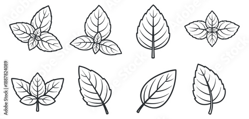 A collection of various leaf illustrations in clean black and white outline vector style, suitable for nature-themed designs