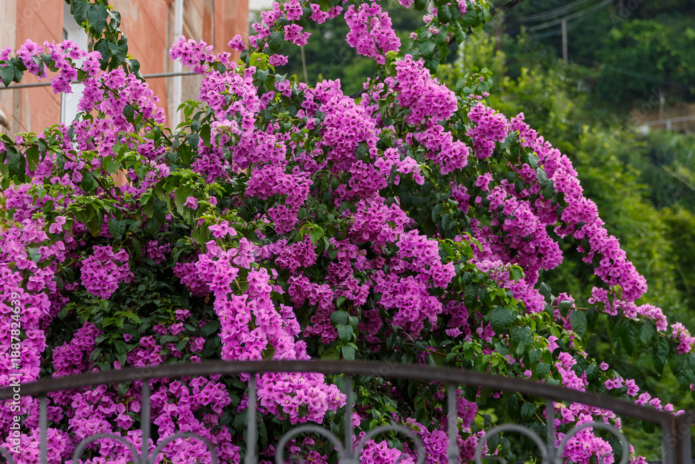 Obraz premium Bougainvillea ( Latin- Bougainvillea ) is a genus of evergreen plants in the family Nyctaginaceae (Nightflowers)