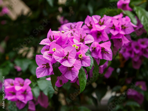 Bougainvillea ( Latin- Bougainvillea ) is a genus of evergreen plants in the family Nyctaginaceae (Nightflowers)