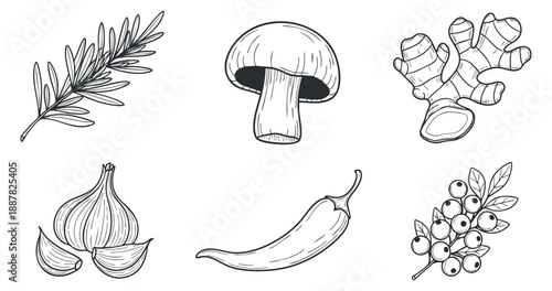 A collection of hand-drawn garlic, mushroom, ginger, chili pepper, and rosemary in black and white outline vector style, suitable for culinary projects and food illustrations