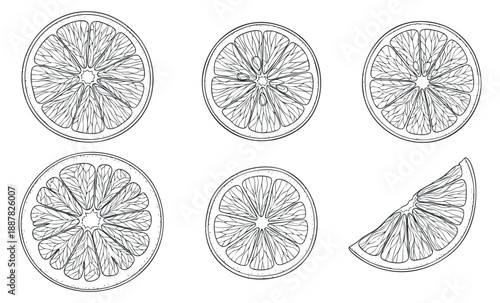 A collection of hand-drawn citrus fruit slices including lemon, lime, and orange in black and white outline vector style, ideal for food illustrations and packaging design