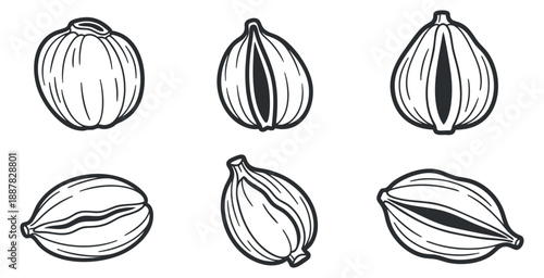 A set of various seeds in outline vector style, perfect for botanical illustrations and organic food design