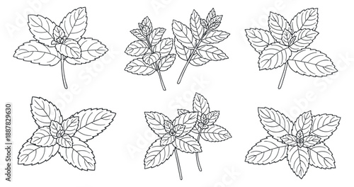 A collection of mint leaves illustrated in detailed outline vector style, suitable for botanical designs and eco-friendly projects