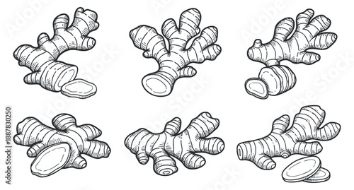 A set of hand-drawn ginger root illustrations in detailed outline style, ideal for culinary and herbal design projects