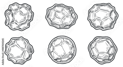 A collection of hand-drawn oyster shells in black and white outline vector style, ideal for seafood restaurant menus