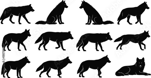 Set of twelve black wolf silhouettes in different poses like standing, walking, and sitting, isolated on white background vector illustration.