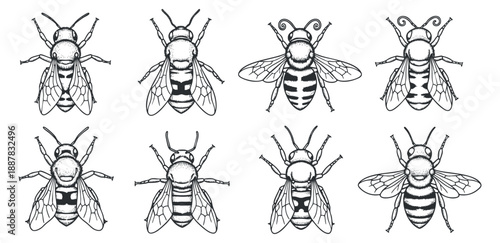 A collection of eight bee illustrations in black and white vector style, perfect for nature-themed designs and educational materials