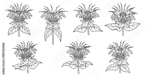 A collection of six hand-drawn flower illustrations in black and white outline style, ideal for botanical design projects