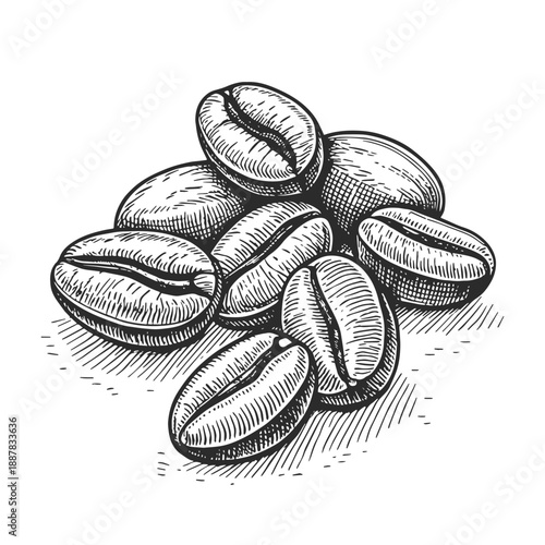Vintage engraved coffee beans illustration. Hand drawn black and white line art coffee seeds isolated on white background. Perfect for coffee branding, packaging, labels, cafe menu and logo design.