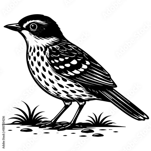 Black and white vintage-style vector illustration of a small songbird with a spotted chest, standing in profile with detailed feathers, isolated on a white background.
