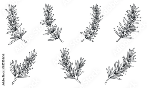 A set of rosemary sprigs in outline vector style, suitable for culinary designs and herbal illustrations