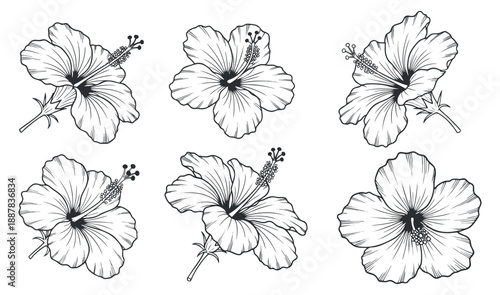 A collection of six hibiscus flowers in black and white outline vector style, ideal for floral designs and stationery