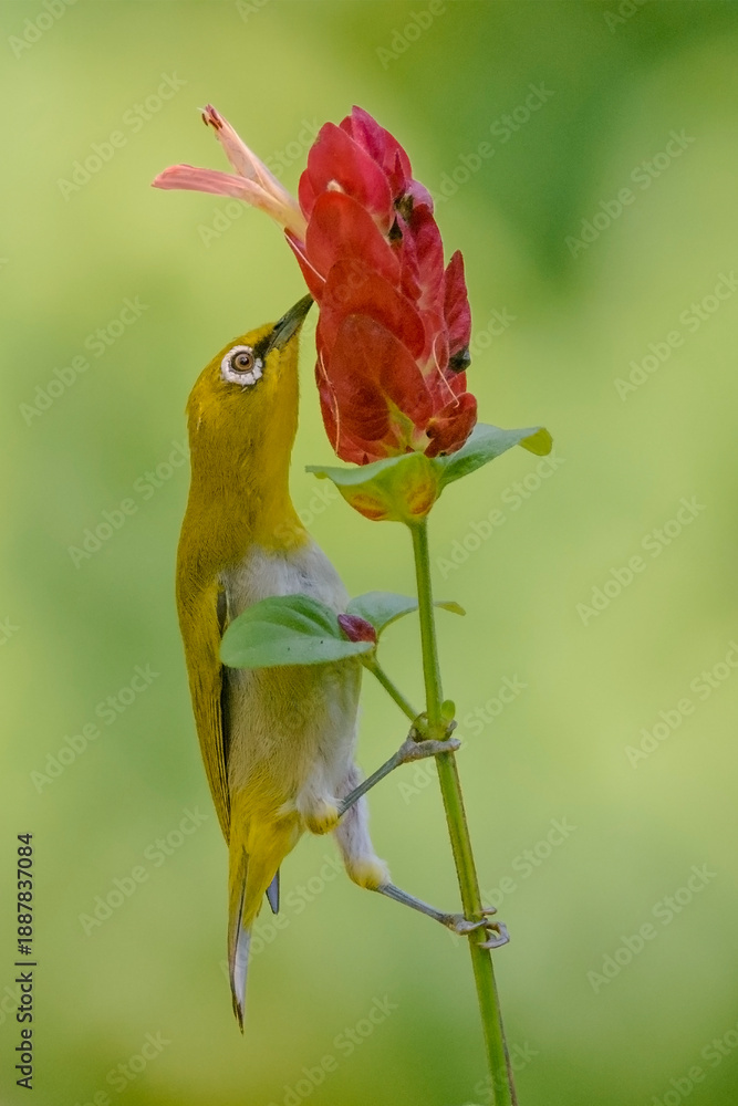 Obraz premium Indian White Eye finding nectar from a justicia flower