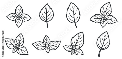 A collection of various leaf illustrations in black outline vector style, suitable for botanical design projects