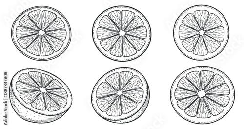A set of lemon and lime slices in detailed outline drawing style, perfect for food-related designs and illustrations