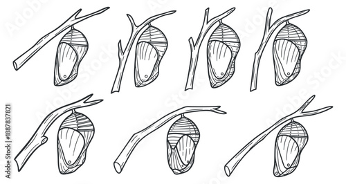 A set of butterfly cocoons hanging on branches in outline minimalist vector style, perfect for educational materials and nature illustrations