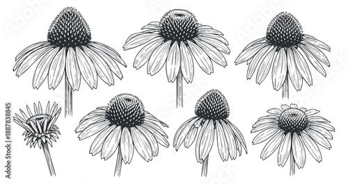 A collection of hand-drawn Echinacea flowers in black and white outline style, perfect for botanical illustrations and design projects