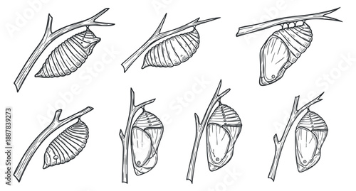 A collection of snail shells on branches in black and white outline vector style, suitable for nature-themed design projects