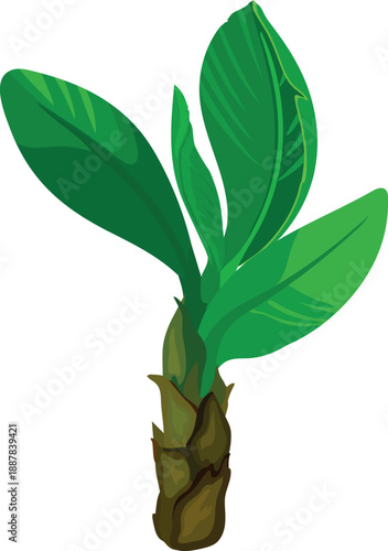 Palm with green leaves in cartoon style on white background.