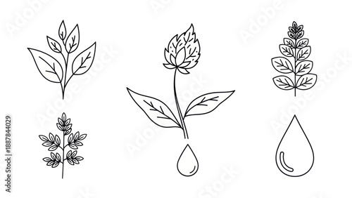 Botanical Line Art: Leaves, Flowers, and Water Droplet Elements