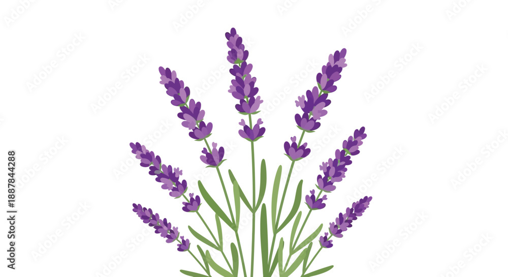 Obraz premium a bouquet of purple lavender flowers, detailed botanical illustration, high resolution, vibrant colors, realistic, detailed, intricate, elegant, fine art 
