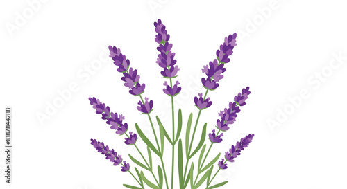 a bouquet of purple lavender flowers, detailed botanical illustration, high resolution, vibrant colors, realistic, detailed, intricate, elegant, fine art
