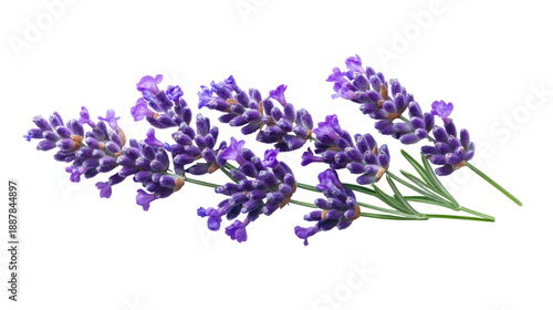 Purple lavender flowers isolated on transparent background