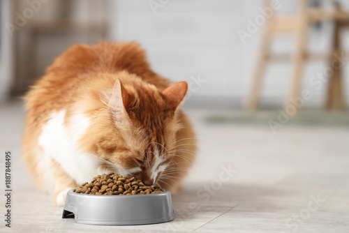 Cute cat eating dry food fr...