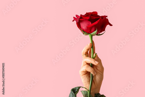 Slika na platnu Female hand with beautiful red rose on pink background