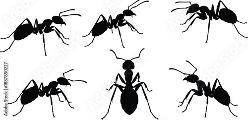 Black silhouette ants collection showing different angles and positions isolated on white background illustrating insect behavior teamwork movement nature wildlife and pest concept