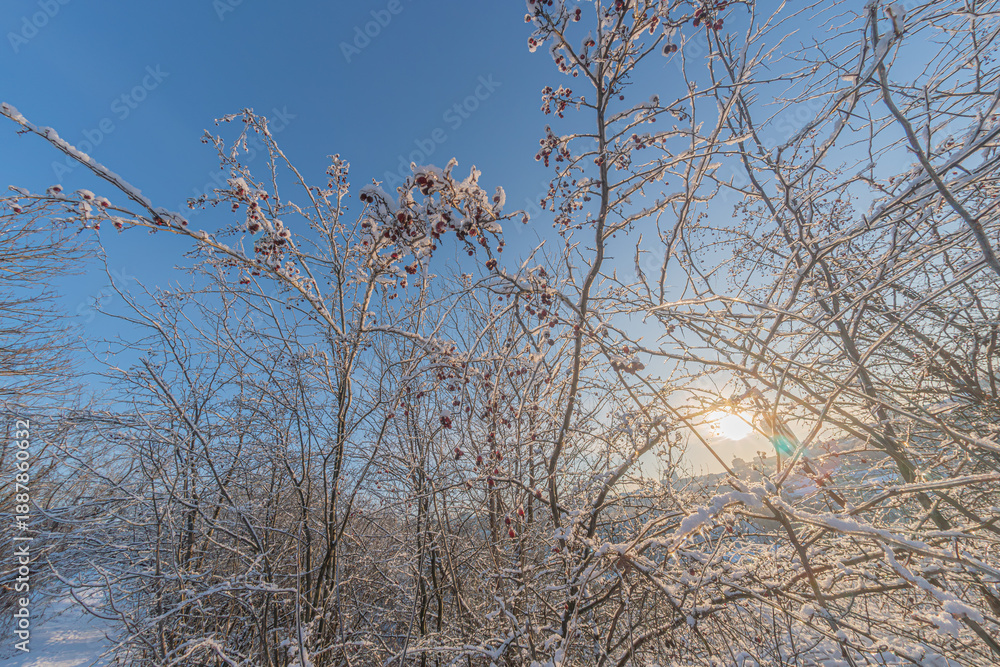 Fototapeta premium Winter landscape with bare trees covered in snow, footprints on fresh snow, distant buildings, soft natural light, cool colors, calm atmosphere