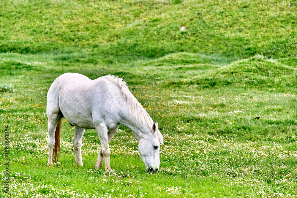 Obraz premium White horse grazes peacefully in a vibrant green meadow full of wildflowers on a clear spring day
