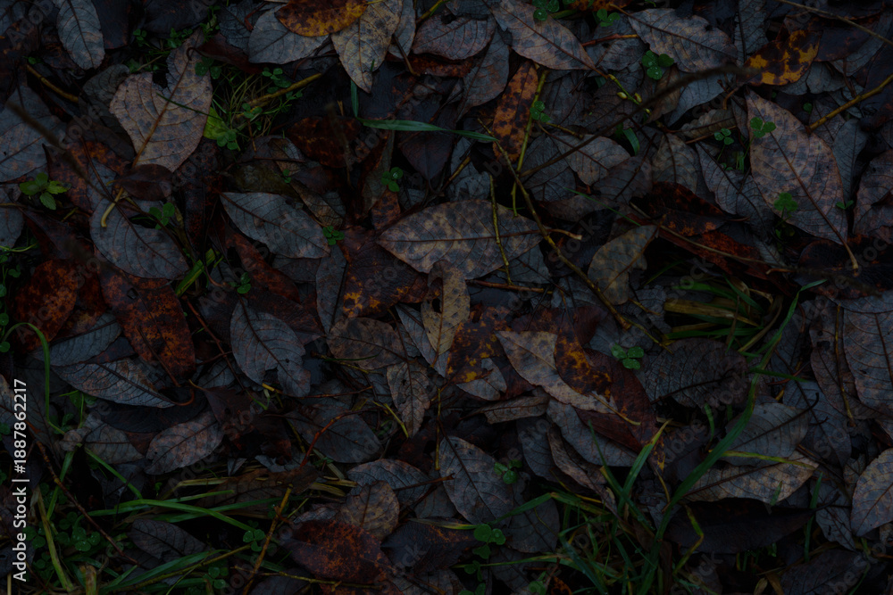 Obraz premium Wet fallen autumn leaves on forest ground, dark natural texture.Dark autumn leaf litter on forest ground after rain. Wet, decaying leaves in natural moody texture