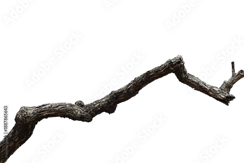 Natural branch, single branch, tree branch