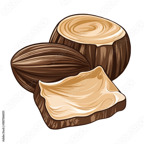 Natural shea butter from shea nuts isolated on white background, Vector, illustration