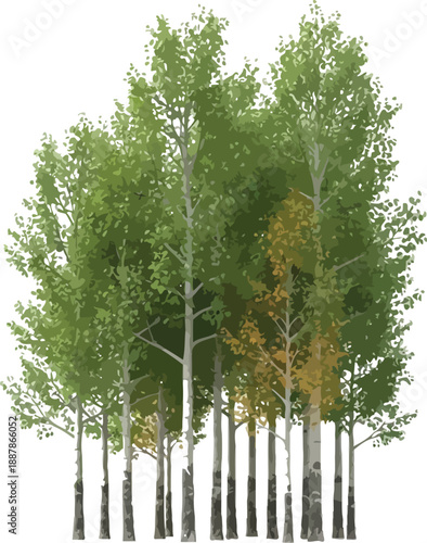 A small stand of slender birch trees displays vibrant summer green foliage with one distinct tree showing early signs of yellow autumn change