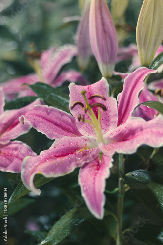 A vertical close-up of a blooming oriental lily with water droplets on its petals