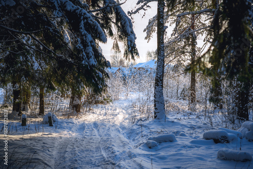 Snow-covered forest path at dusk with soft sunlight through pine trees.Tranquil winter forest scene with a snow-covered path winding through dense pine trees. The soft golden light of the setting or r
