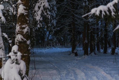 Snow-covered forest path at dusk with soft sunlight through pine trees.Tranquil winter forest scene with a snow-covered path winding through dense pine trees