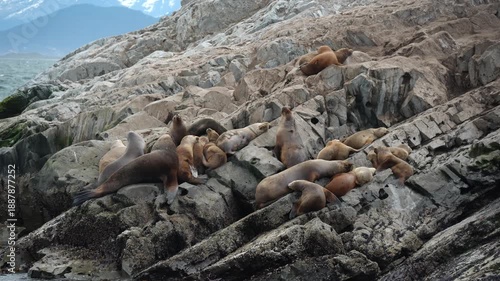Patagonia sea lions colony on lighthouse rock of Hushuaia Argentina Beagle Channel