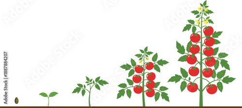 Illustration showing tomato plant growth stages from seed to seedling and mature plant with red ripe tomatoes and flowers