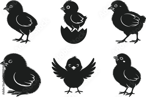 Cute Baby Chick Silhouette Set with Hatching and Standing Poses Vector