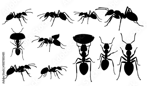 Ant Silhouette Icon Set Black Vector Insect Collection EPS