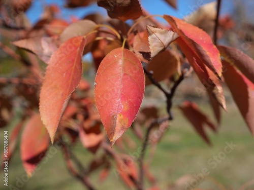 фотографія Vibrant red autumn leaves of Autumn Brilliance serviceberry in Colorado